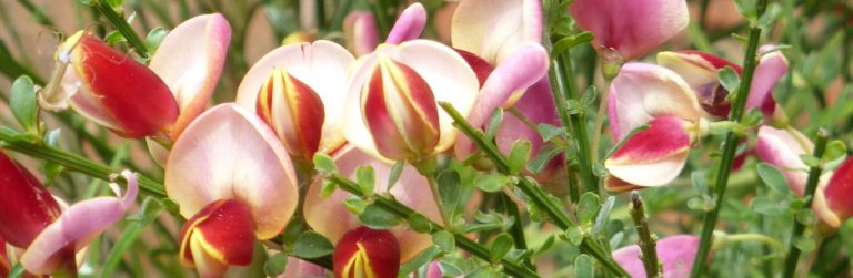 Sarah Hargreaves New Website Theme